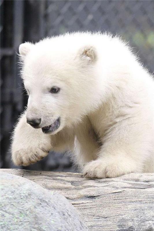 ľadový medveď-pekný-biely-medvedík