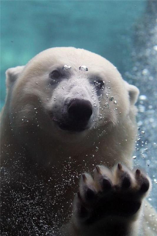 ľadový medveď-foto-ľadový medveď-veľké-akvárium