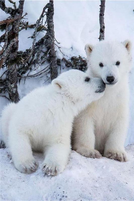 ľadový medveď-foto-polárny medveď