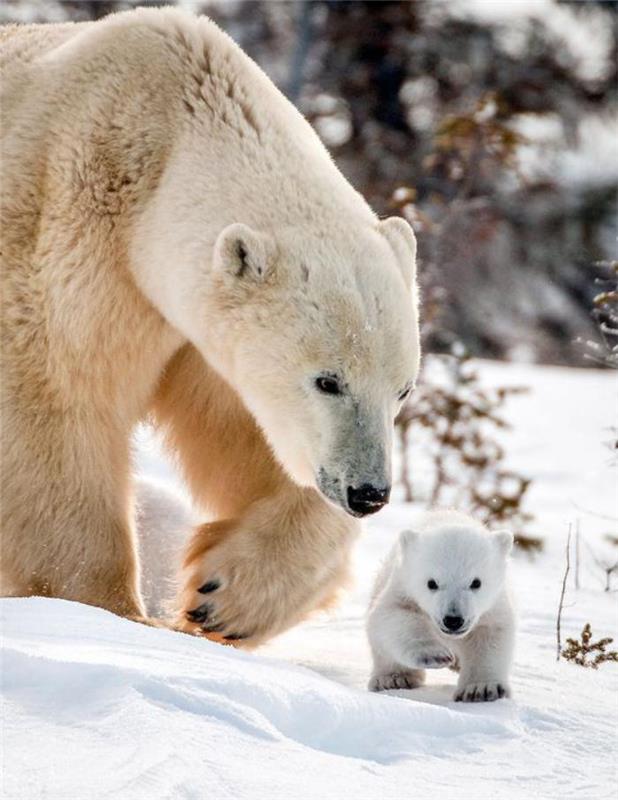 polar-bear-photos-of-friendly-animals