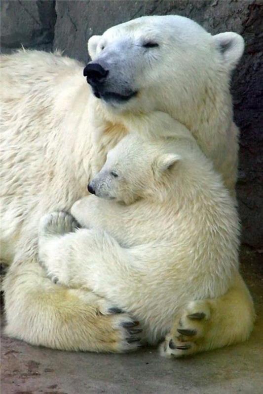polar-bear-photos-polar-bears-mama-a-mláďa