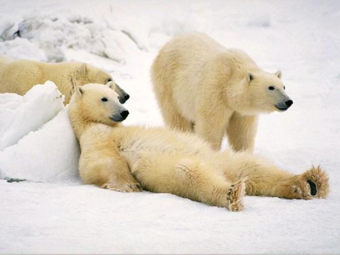 ľadové medvede-tri-ľadové medvede-hrajúce sa na snehu