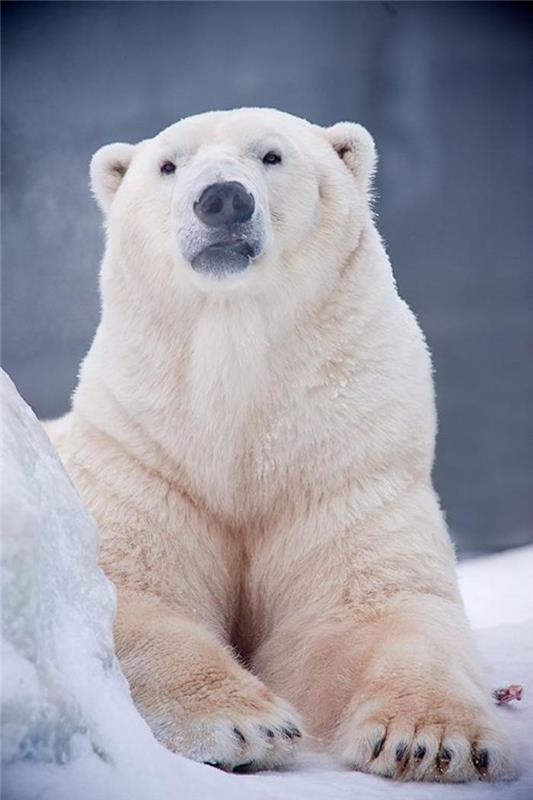 ľadový medveď-veľký-zvedavý-medveď