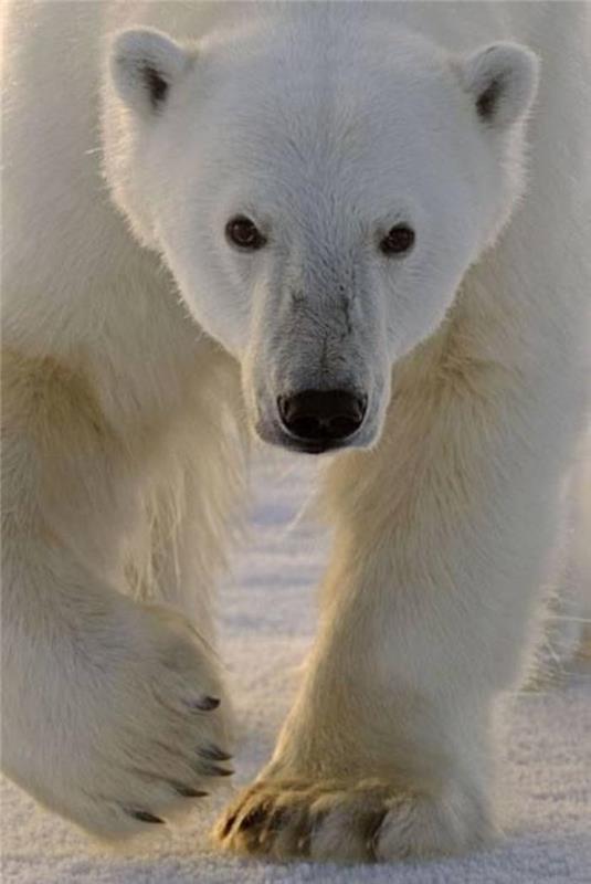 polárny medveď-úžasný-samec-biely medveď