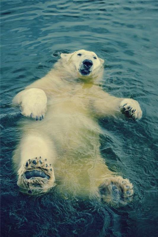 ľadový medveď-biely-medveď-zábava-vo-vode