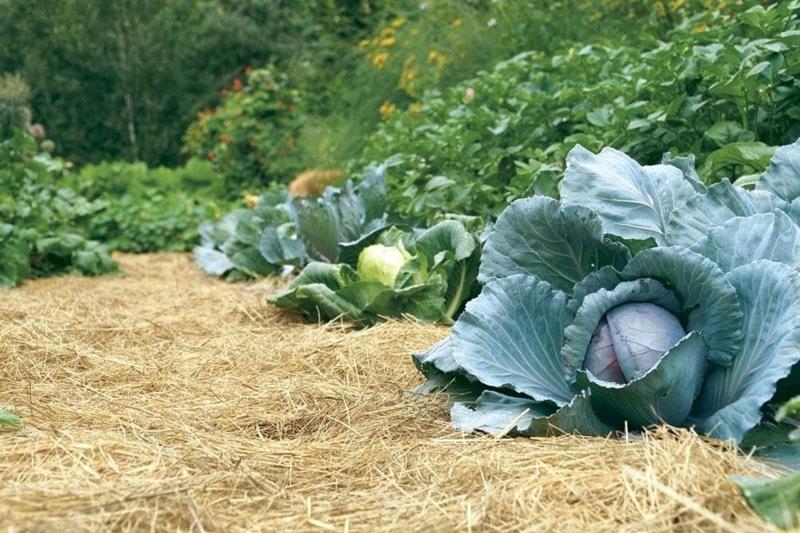 mulčovanie zeleninovej záhrady chnavre mulčovanie pre zeleninovú záhradu