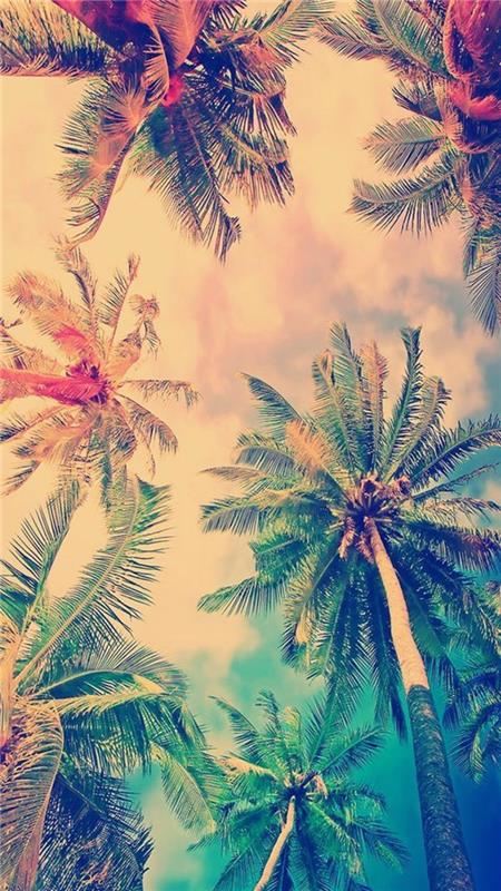 palmer i bakgrunden, orange och turkos himmel, motiverande iphone tapet