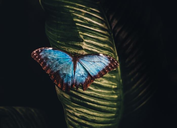 najkrajšia tapeta, fotografia motýľa s tyrkysovo modrými krídlami s hnedými obrysmi s bielymi bodkami na zelenom liste