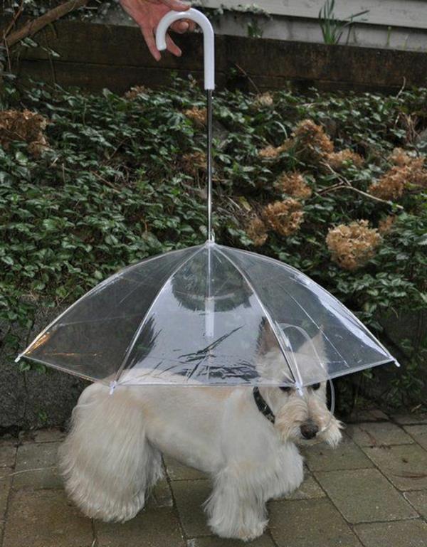 transparentný dáždnik pre psa