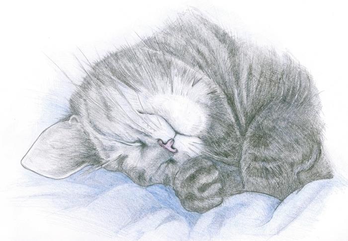 vacker enkel blyertsteckning av söt katt, lär dig att rita djurmönster blyertsteckningar