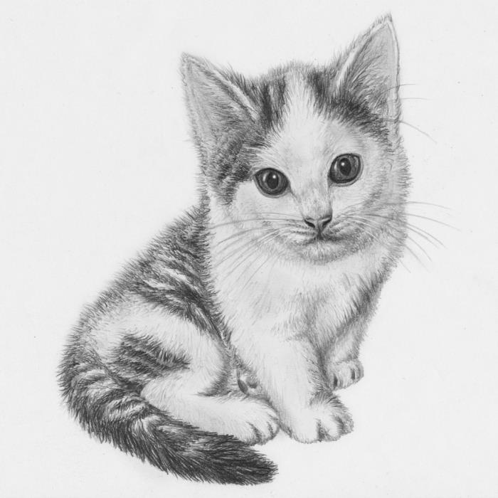 lär dig hur du ritar en katt med blyertspenna, vit och svart ritningsmall för ett sött litet husdjur