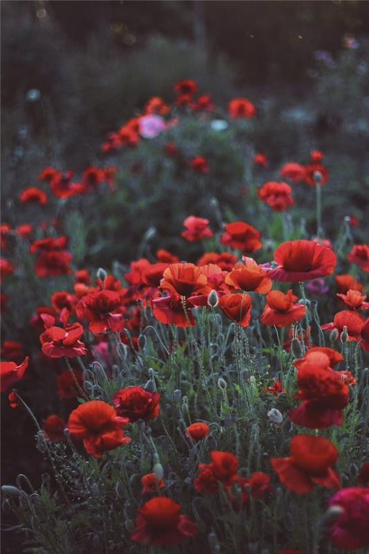 Vallmofält, vackert foto av sommarblommor, gratis mors dag bilder, mors dag kort