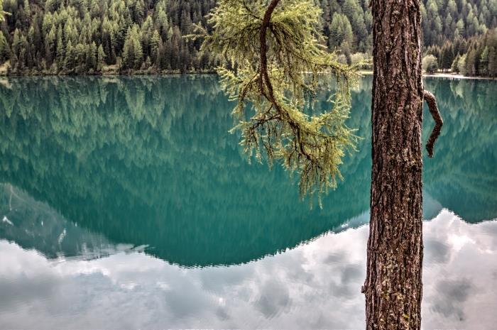 tapeta prírodné pozadie so zelenou krajinou pri jazere a lesom ihličnatých stromov, jazerná krajina s odrazmi oblohy