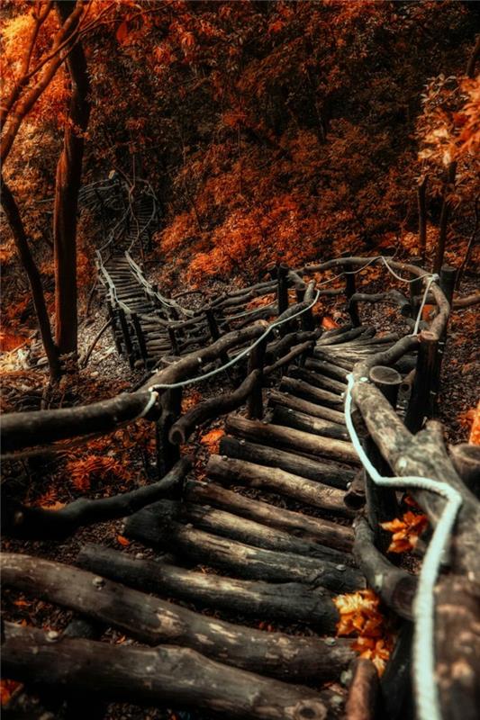 المناظر الطبيعية في الخريف ، جسر خشبي يؤدي إلى الغابة ، والمناظر الطبيعية في أواخر الصيف