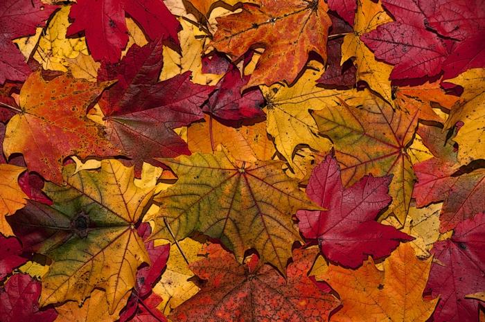 höstlandskap, sammansättning av gula och röda blad, inspiration för fotografer