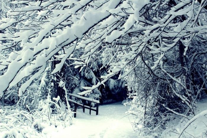 träd med grenar tunga av snö, paradisiskt landskap, snöig skog med början på en bro som vi kan gissa