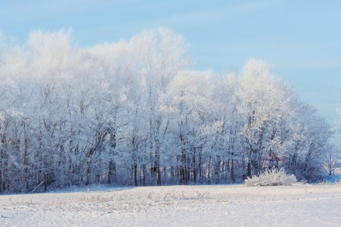 snöträd, himmelskt landskap, snötäckt mark, pastellblå himmel, himmelska destination, fredlig plats, vacker vinterdag, himmelskt landskap