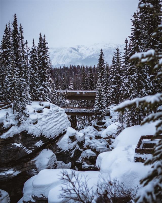 iphone tapeter med vinterlandskap, foto med granar och snöiga berg för mobil tapet