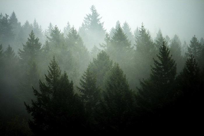 Tumblr tapet flickaktigt tapet swag tapet cool foto dimmig skog