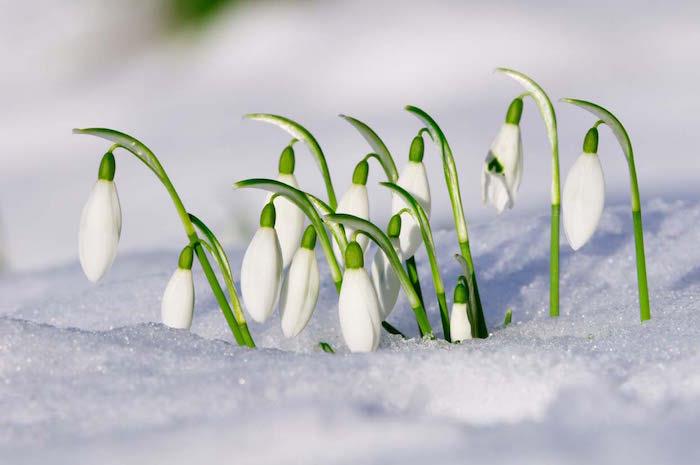 snežienky-galanthus-nivalis-zimné kvety-kvetinová záhrada