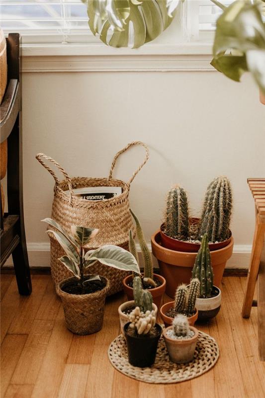 tropická výzdoba obývačky s kaktusovými kvetináčmi a inými zelenými rastlinami a úložným košom na parketách zo svetlého dreva, výzdoba obývačky Zen
