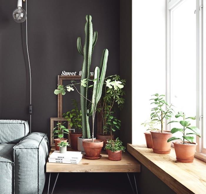 dekorácia obývačky s maľovanými čiernymi stenami s dekoráciou parapetu a kaktusovým servisným stolom a inými malými rastlinami a prázdnymi rámami, pôvodná izbová rastlina