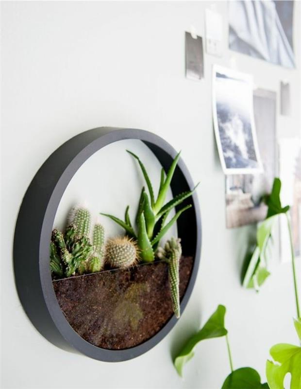 väggterrarium, succulenter planterade på grå vägg, svartvita foton, fotovägg