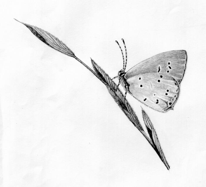 أجنحة الفراشة الرائعة سهلة الرسم ، رسم الإلهام سهل التكاثر خطوة بخطوة