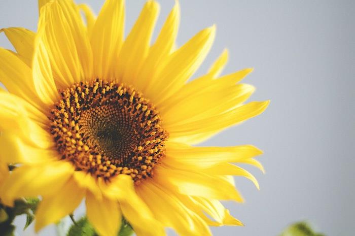 fotografia žltého slnečnicového slnečnicového kvetu