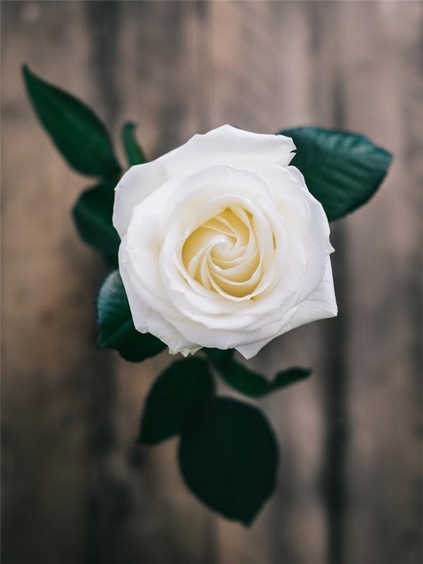 Fotografia z vrchu bielej ruže, bezplatné obrázky ku dňu matiek, pohľadnice ku dňu matiek, váza s fotografiou kvetu na odoslanie