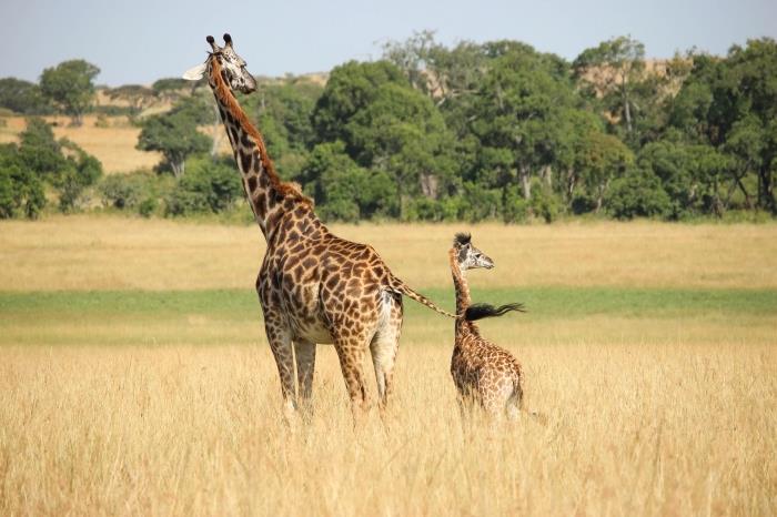 mláďa žirafy a jeho matky na prechádzku do prírody, zelené a žlté krajinné tapety s exotickými zvieratami