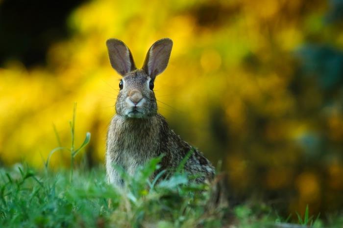 HD tapeta so zvieratami a prírodou, zajac s dlhými ušami na zelenej tráve a so žltým pozadím lístia