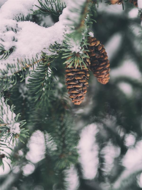 naturlig vinter skärm lås bakgrund idé med ett foto av kottar och snöiga gran grenar