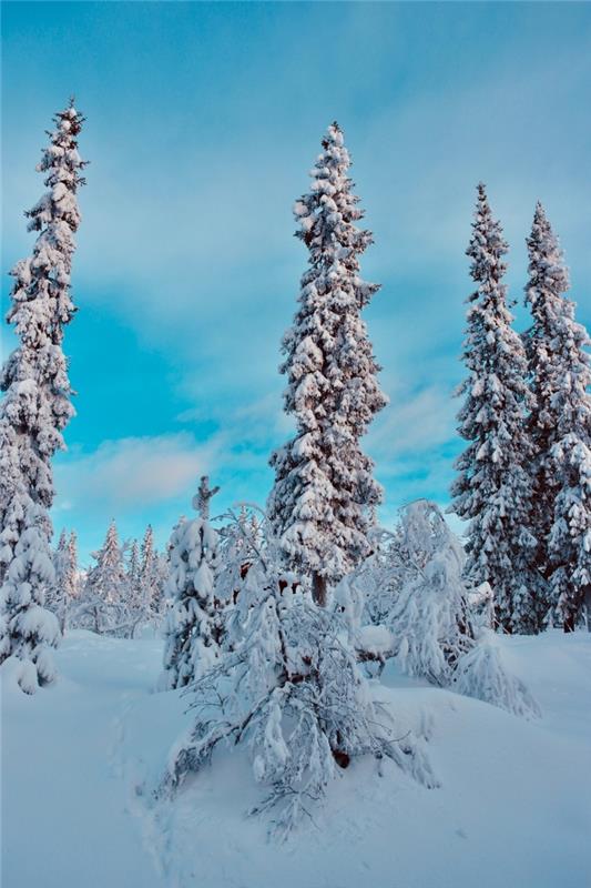 Veselé Vianoce 2019 obrázok pre tapetu pre iphone, fotografia zasneženej prírody s veľkými zasneženými jedľami
