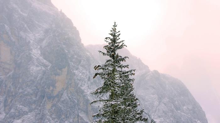 gratis happy holidays bild för dator tapet, vinterlandskap med stora snöiga naturliga gran vid soluppgången