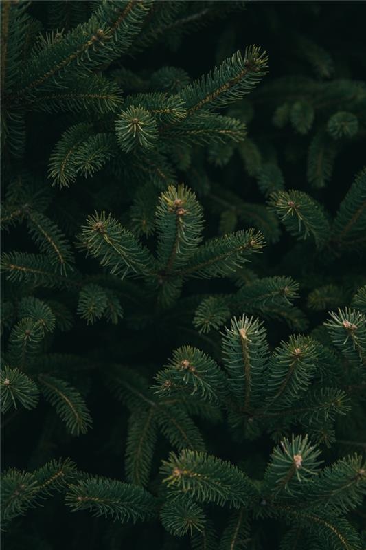 Nápad na vianočné tapety v minimalistickom štýle s fotografiou jedľových konárov, makro fotografiou vianočného stromčeka v prírode