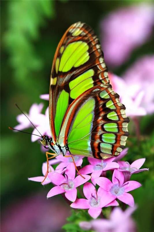 bilder-av-fjärilar-vacker-grön-fjäril-på-en-blomma-gren-i-rosa