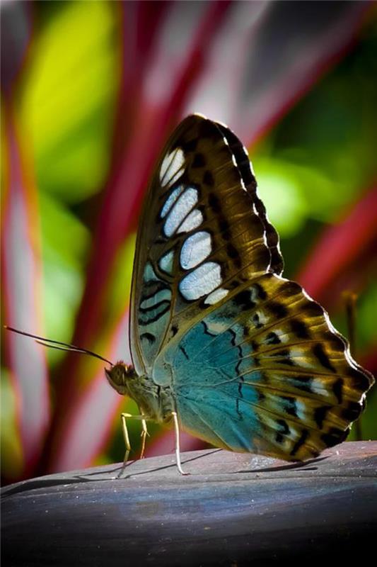fjäril-bilder-variabel-färger-av-fjärilar