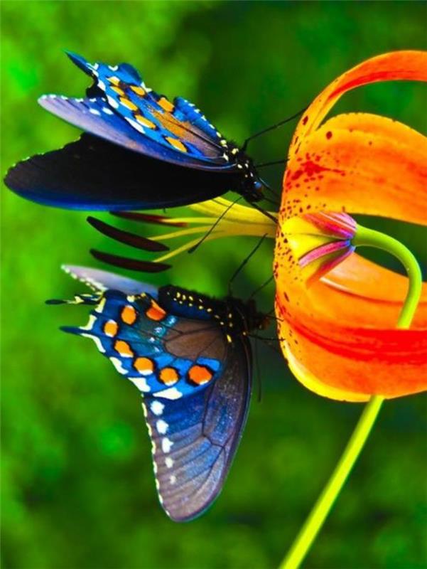 bilder-av-fjärilar-två-fjärilar-dricka-nektar