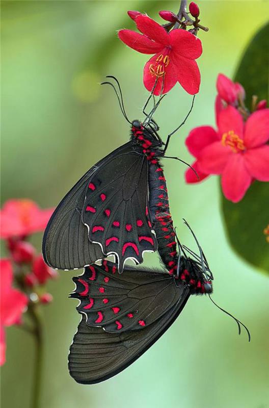 bilder-av-fjärilar-två-fantastiska-fjärilar-svart-färg-och-fuchsia-fläckar