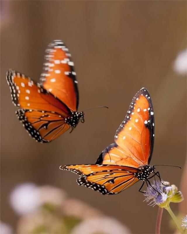 bilder-av-fjärilar-två-fjärilar-bilder-fjärilar