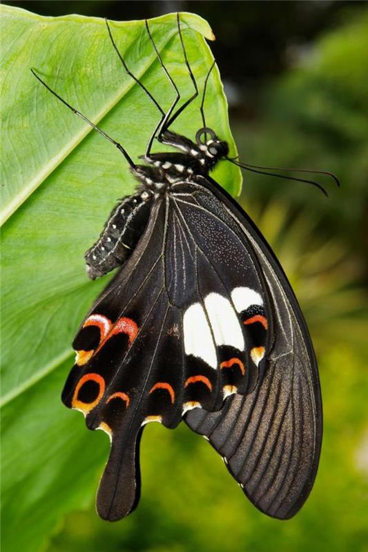 bilder-av-fjärilar-arter-av-svart-fjäril