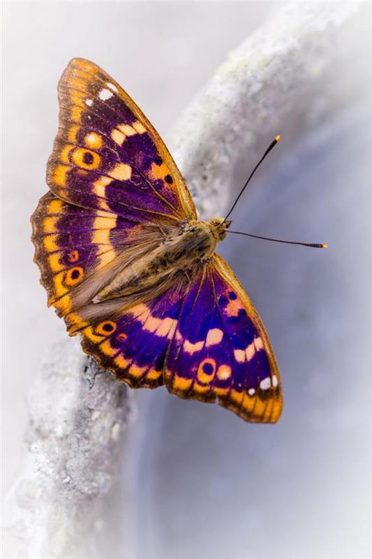 bilder-fjärilar-bild-fjäril-gul-och-lila