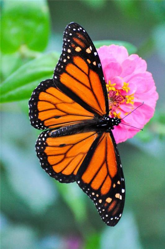 bilder-av-fjärilar-bilder-av-vackra-fjärilar