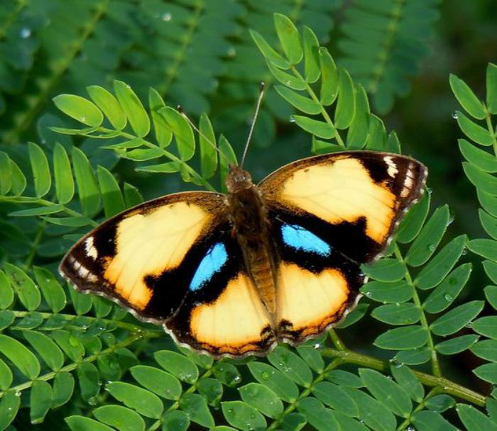 bilder-av-fjärilar-bilder-av-fjärilar-foto-fjäril-stora-och-blå