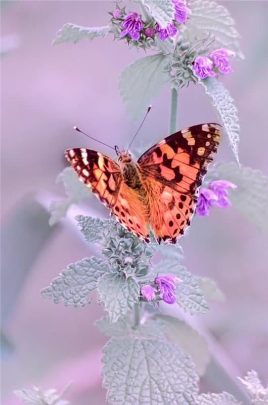 fjäril-bilder-ganska-fjäril-fantastisk-fotografering