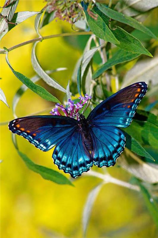 fjäril-bilder-skönheten-i-blå-fjärilar