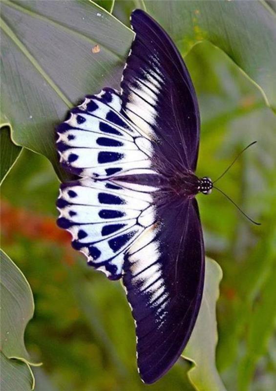 fjäril-bilder-fjärilarnas hemligheter