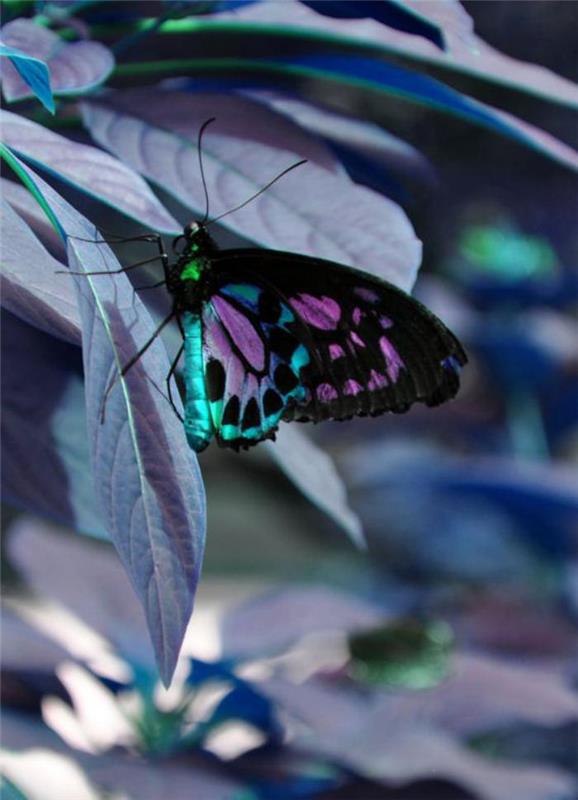 bilder-fjärilar-färgglada-fjäril-i-vackra-nyanser