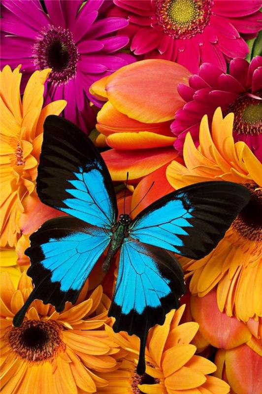 foton-av-fjärilar-blå-fjäril-sittande-på-en-bukett